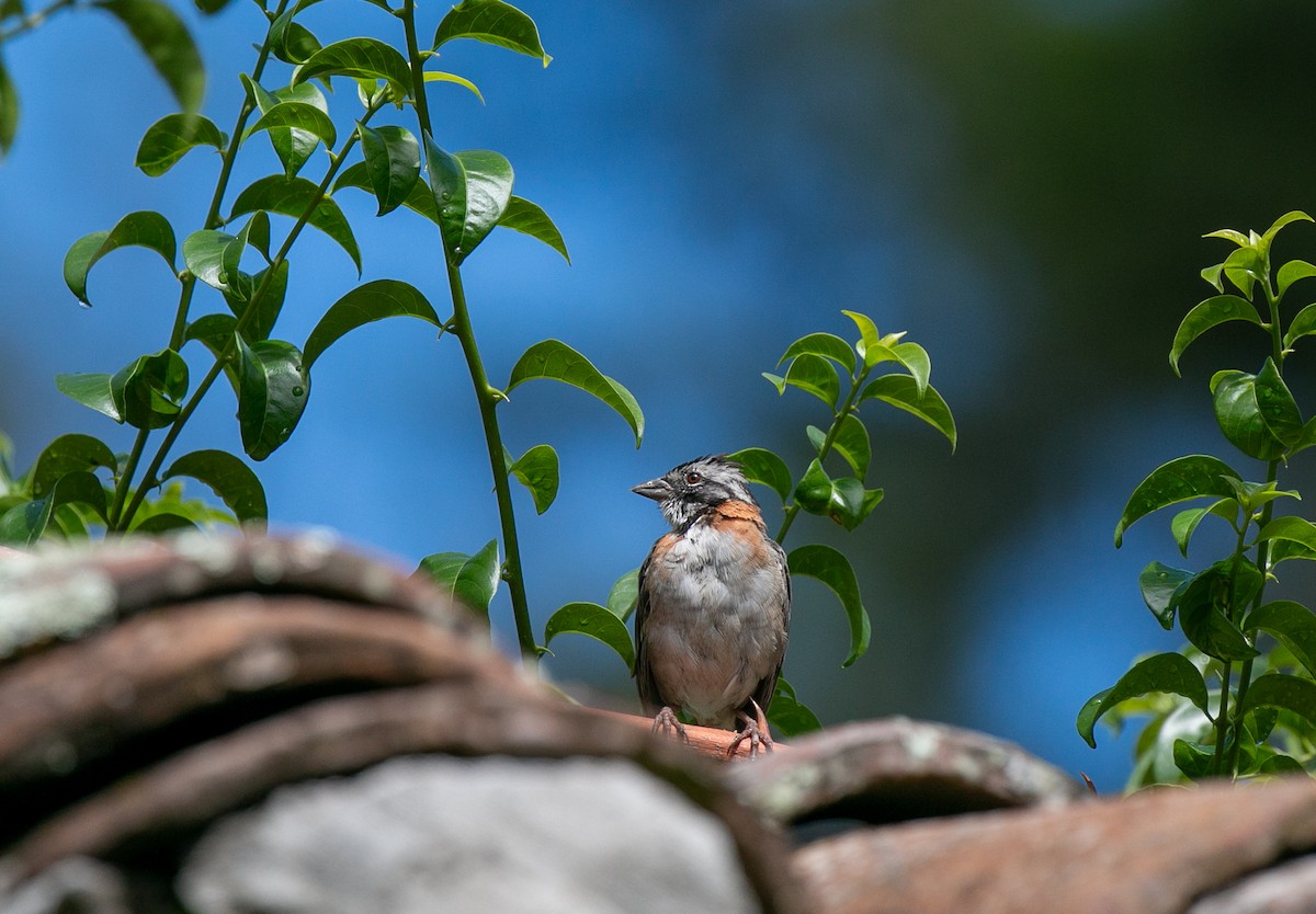 Rufous-collared Sparrow - ML645868352