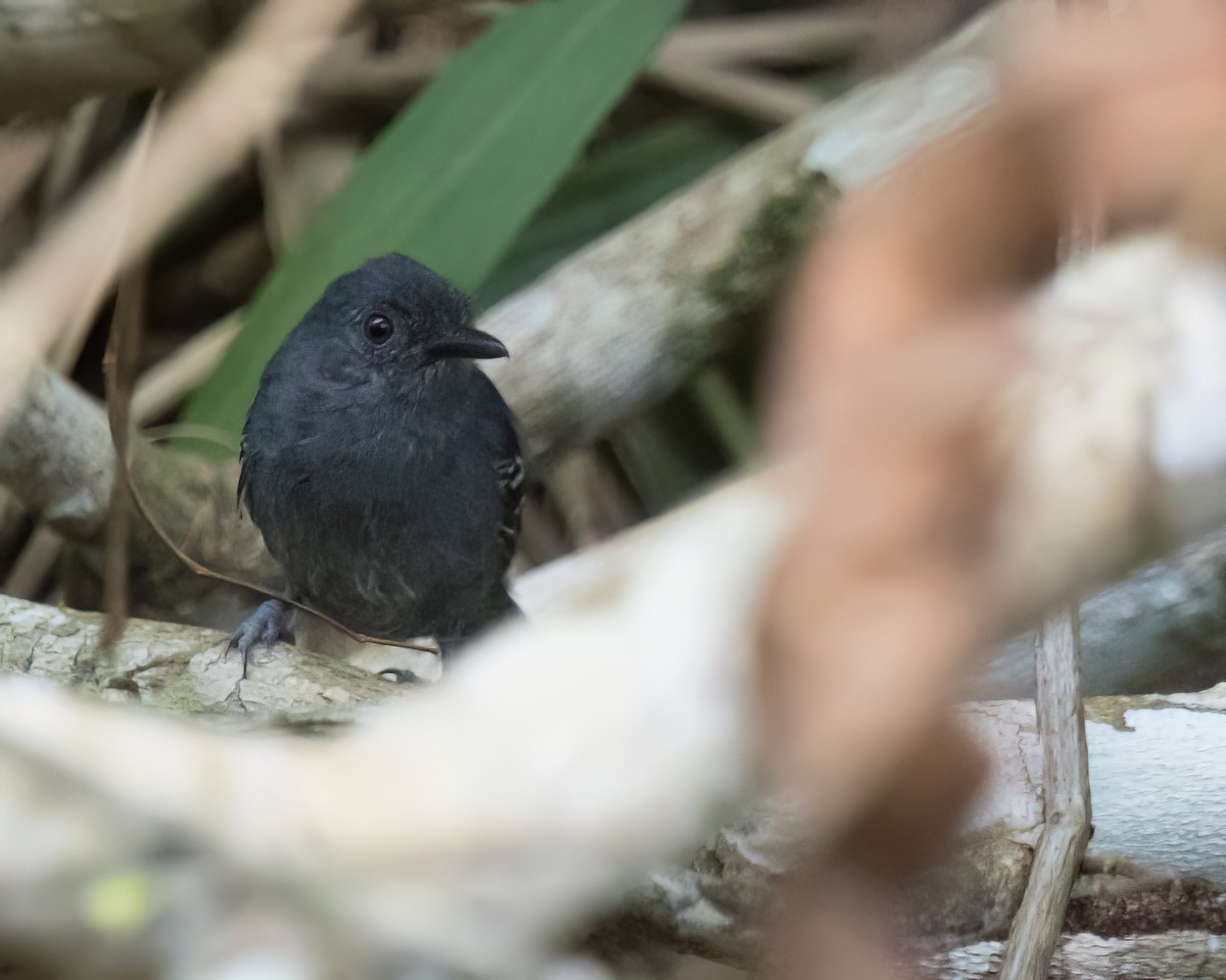 tinnmaurfugl - ML645868353