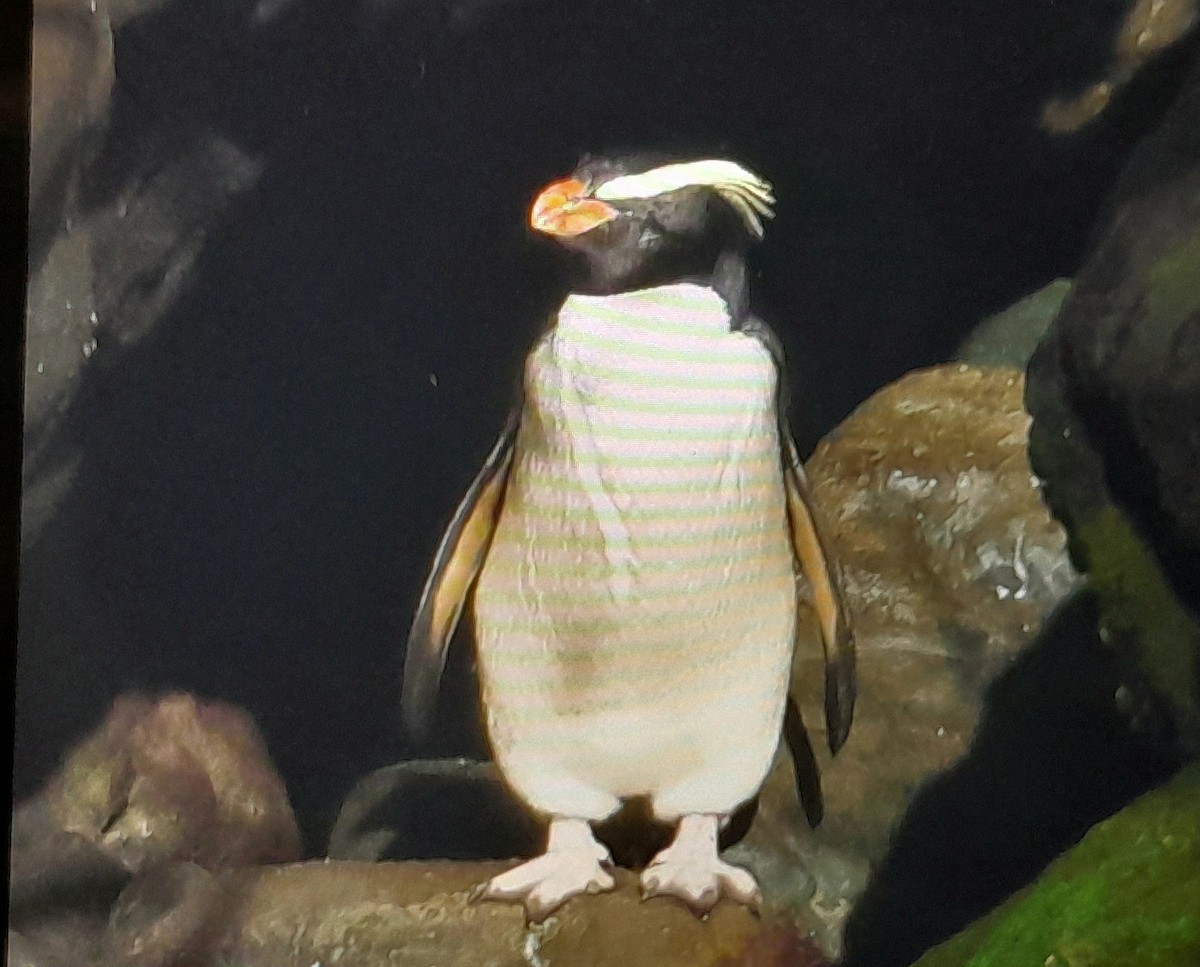 Fiordland Penguin - ML645868356