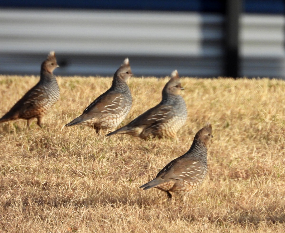 Scaled Quail - ML645868362