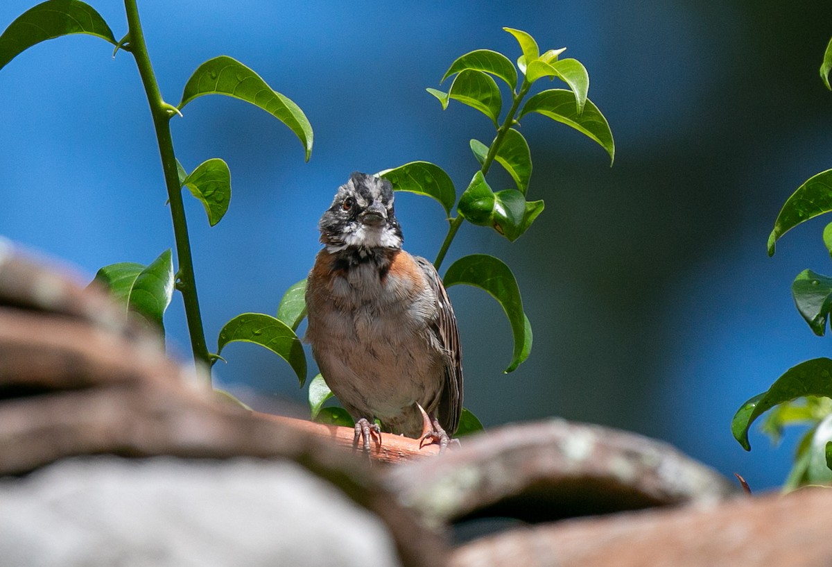 Rufous-collared Sparrow - ML645868366