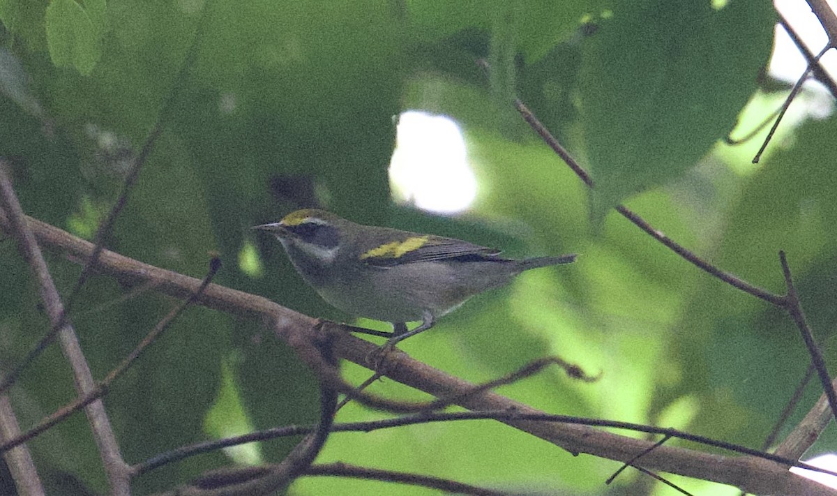 キンバネアメリカムシクイ - ML645868368