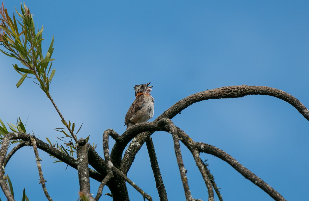 Rufous-collared Sparrow - ML645868373