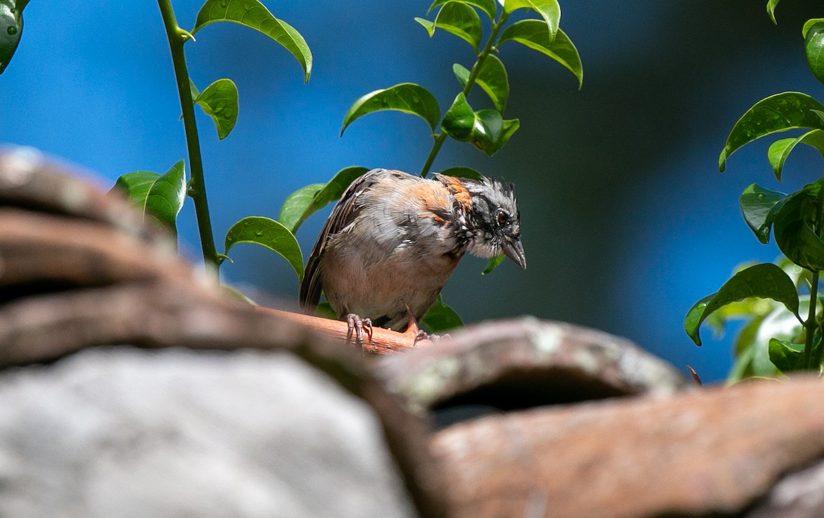 Rufous-collared Sparrow - ML645868377