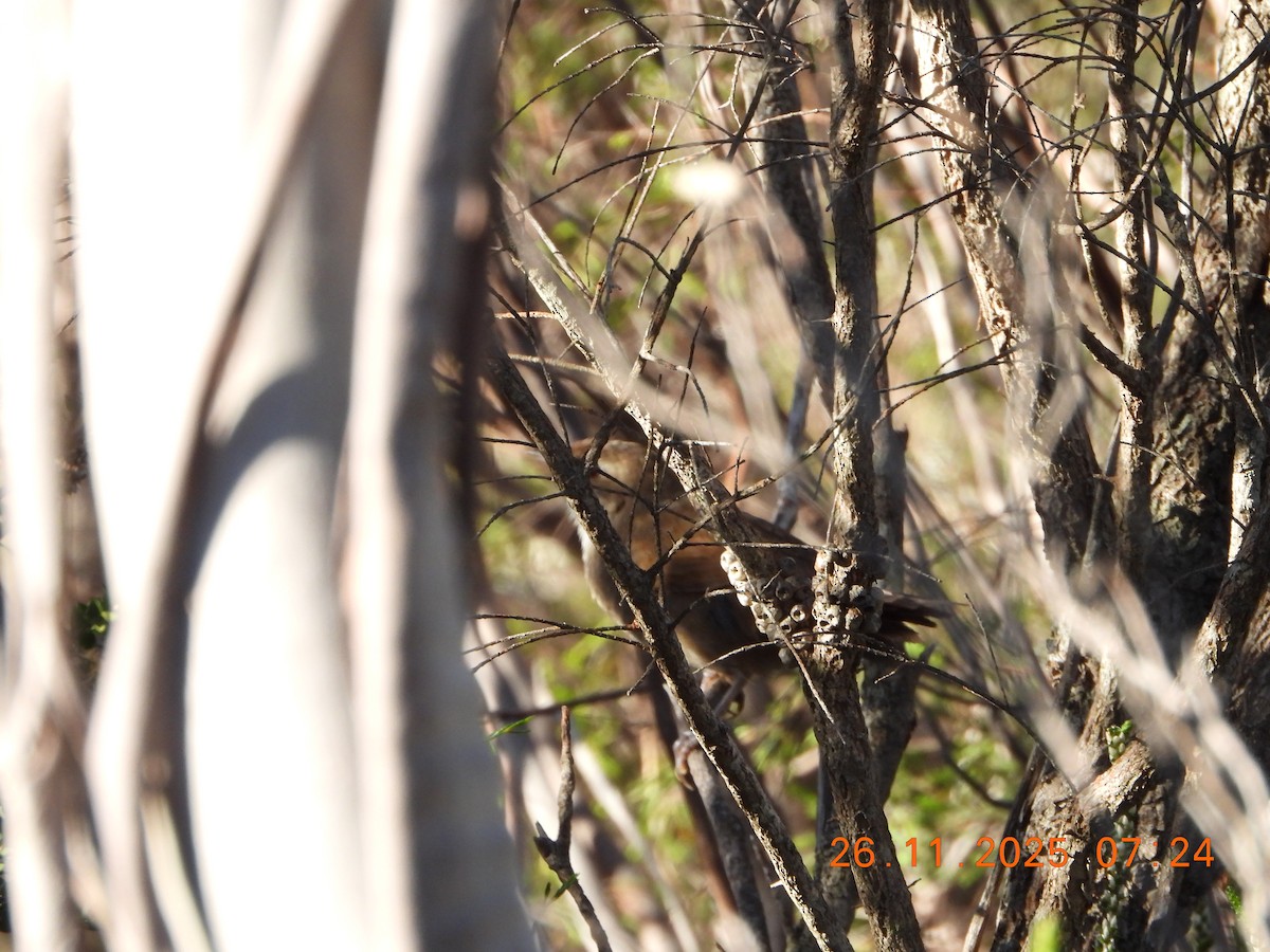 Eastern Bristlebird - ML645868393