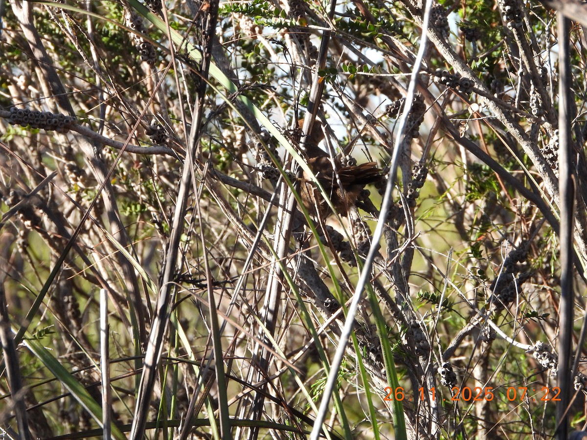 Eastern Bristlebird - ML645868394