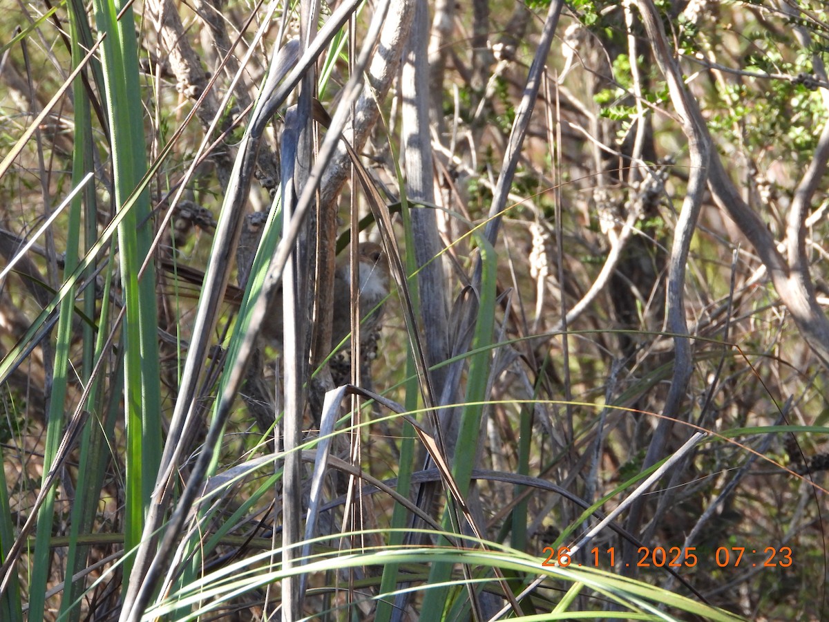 Eastern Bristlebird - ML645868395