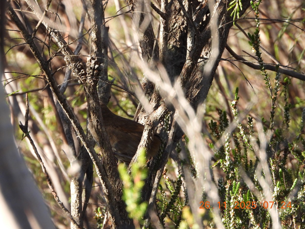 Eastern Bristlebird - ML645868396