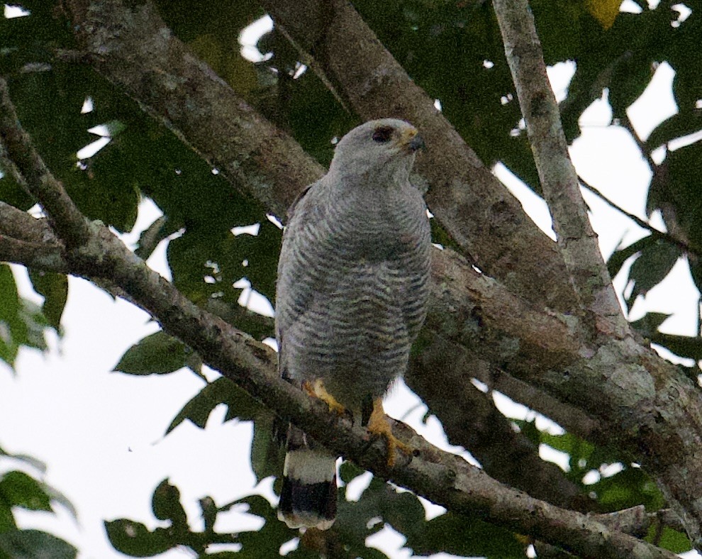 Gray-lined Hawk - ML645868397