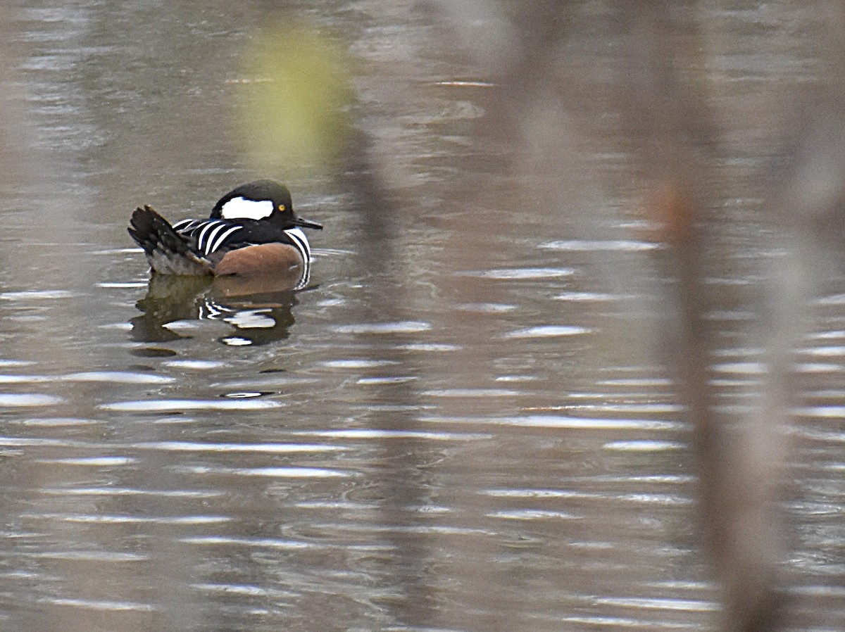 Hooded Merganser - ML645868398