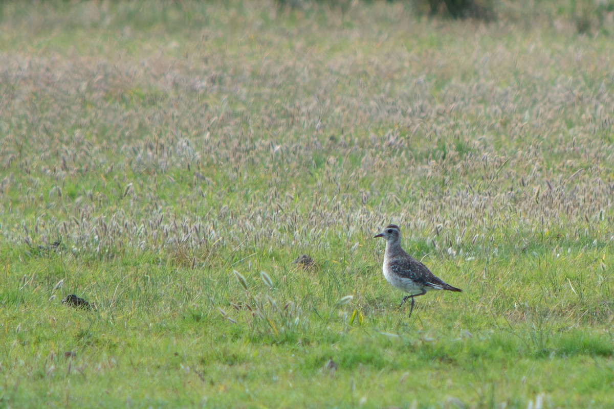 American Golden-Plover - ML645868399