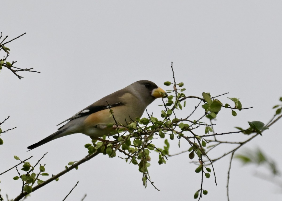 Yellow-billed Grosbeak - ML645868400