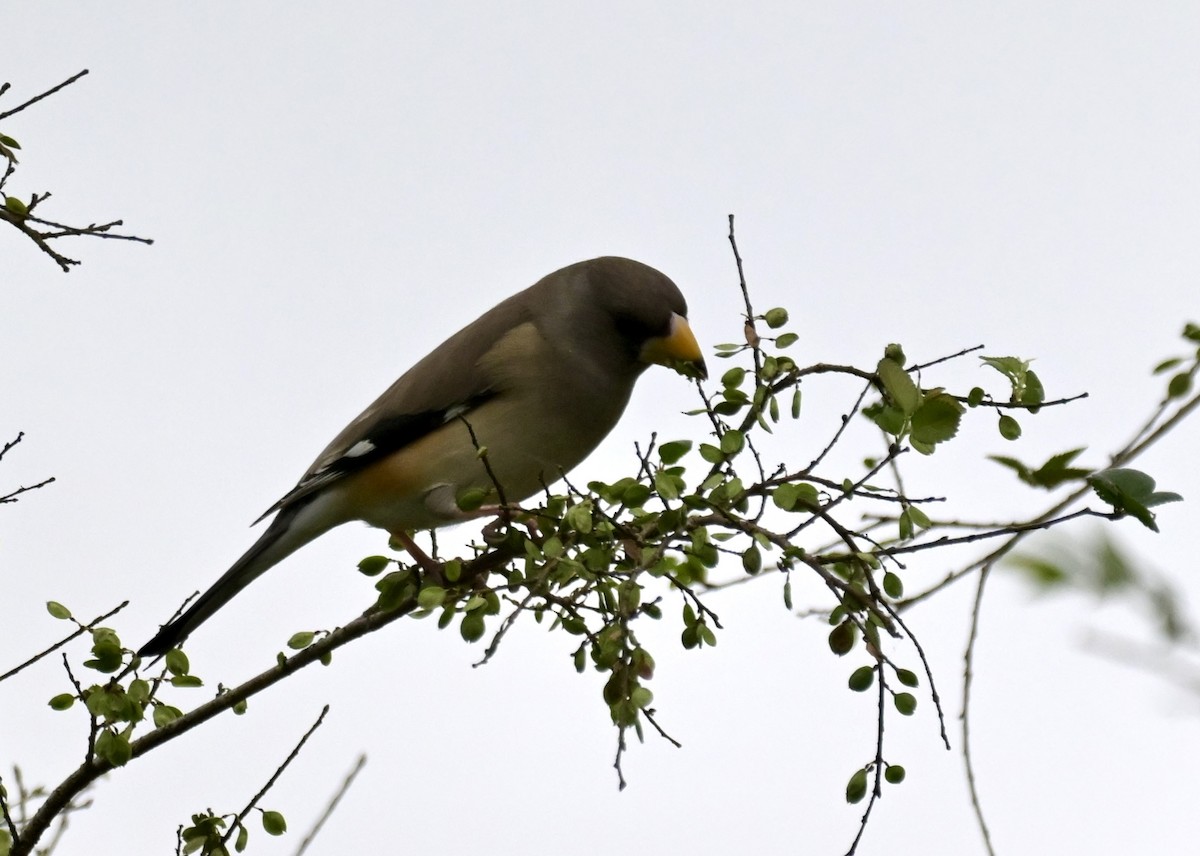 Yellow-billed Grosbeak - ML645868401
