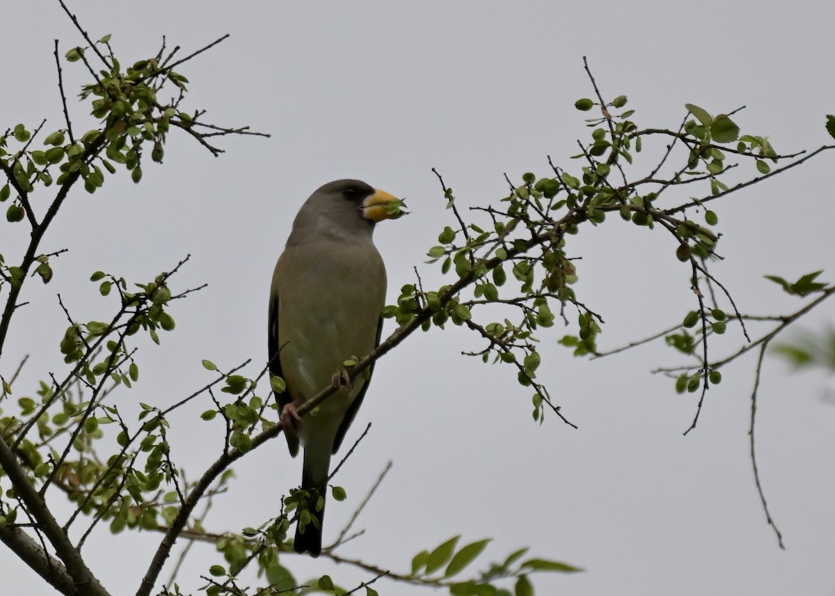 Yellow-billed Grosbeak - ML645868402