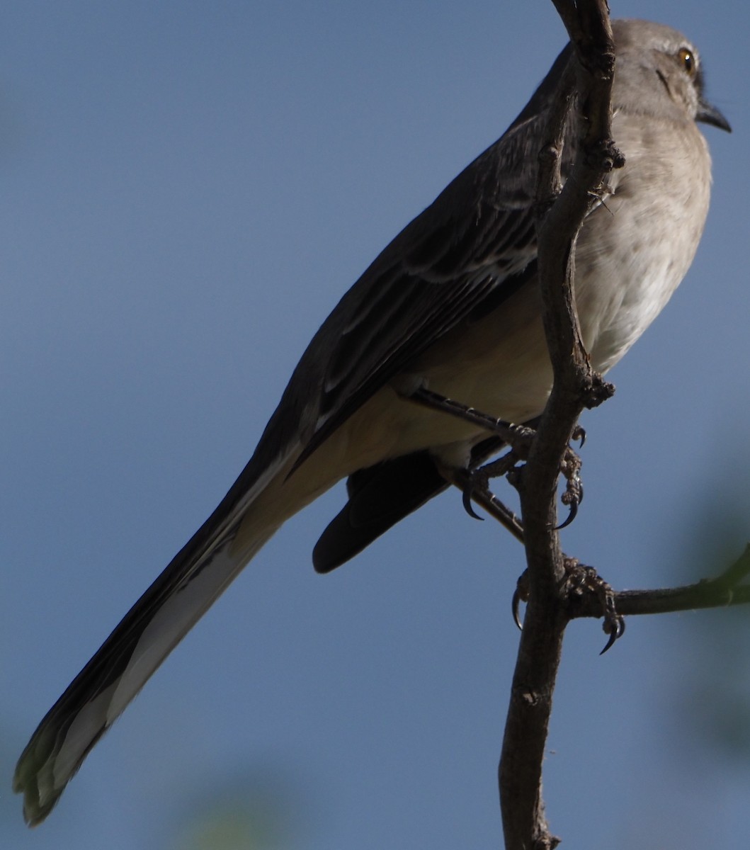 Northern Mockingbird - ML645868403