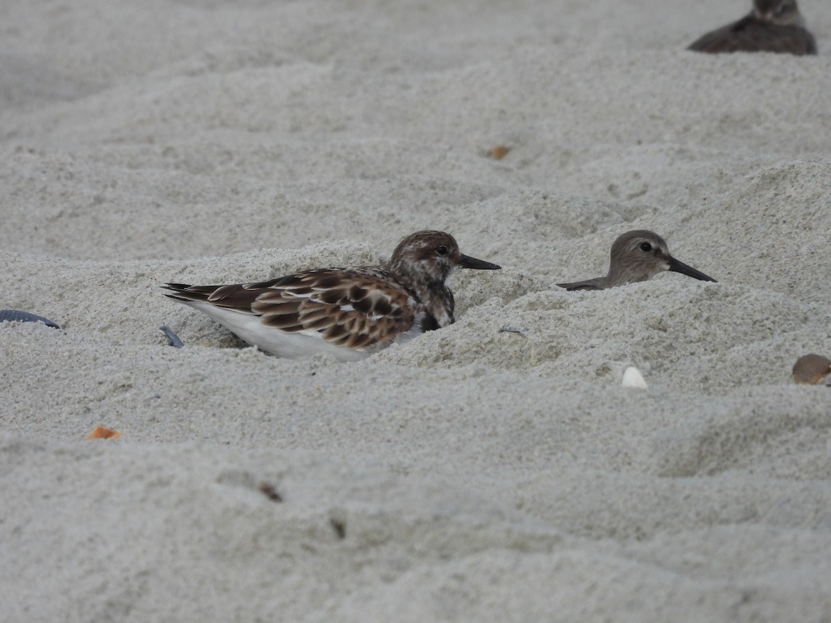 Ruddy Turnstone - ML645868404