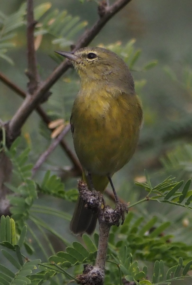 Orange-crowned Warbler - ML645868405