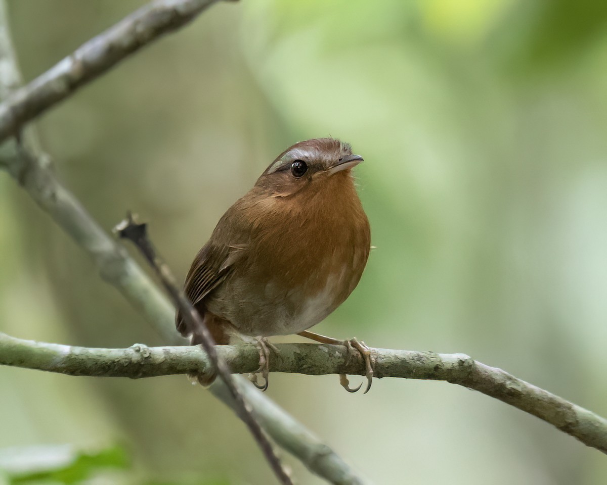 Rufous Gnateater - ML645868407