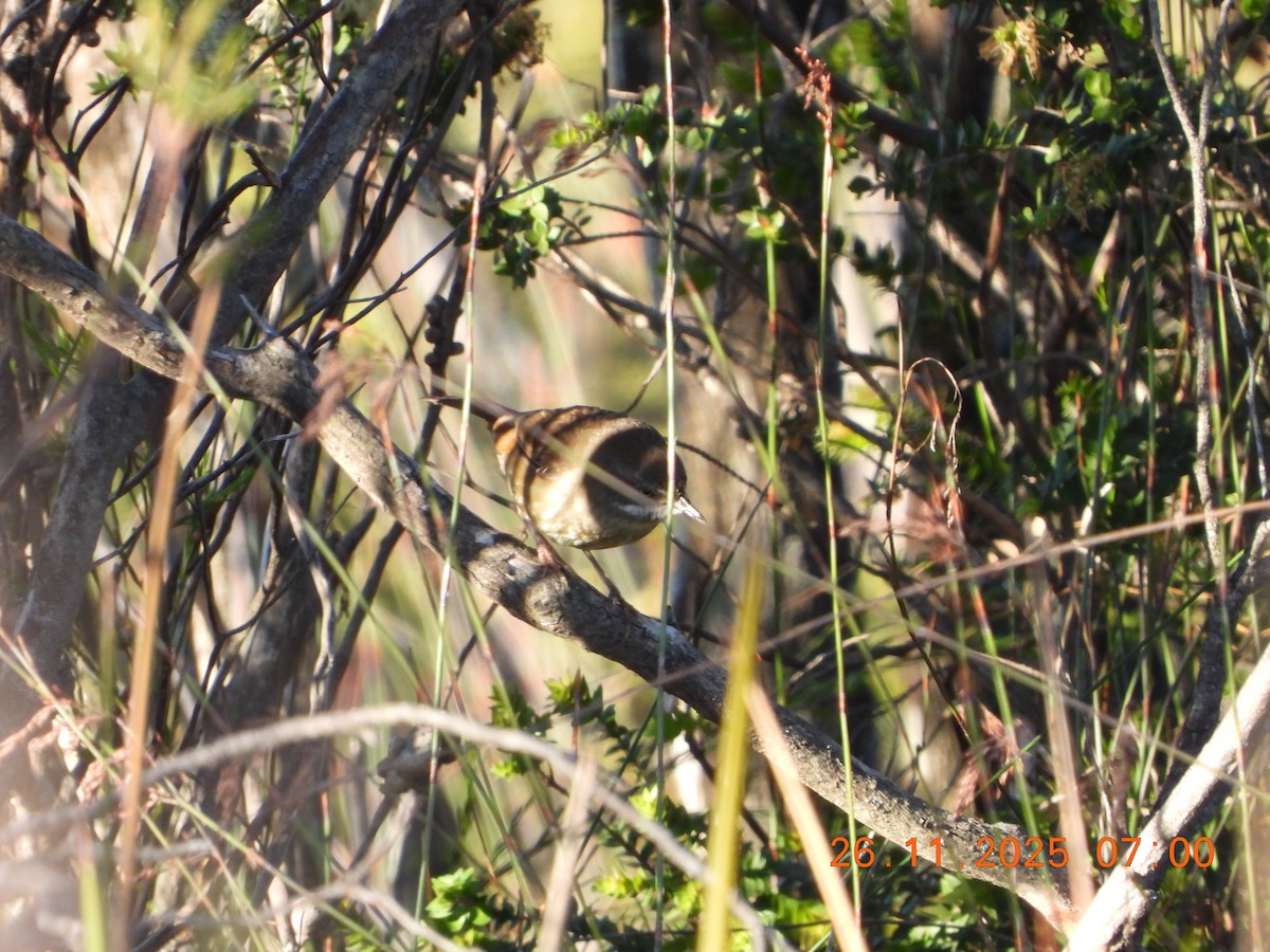 White-browed Scrubwren (White-browed) - ML645868408