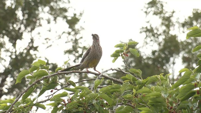 Red Wattlebird - ML645868409