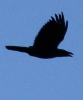 Common Raven - ML645868410