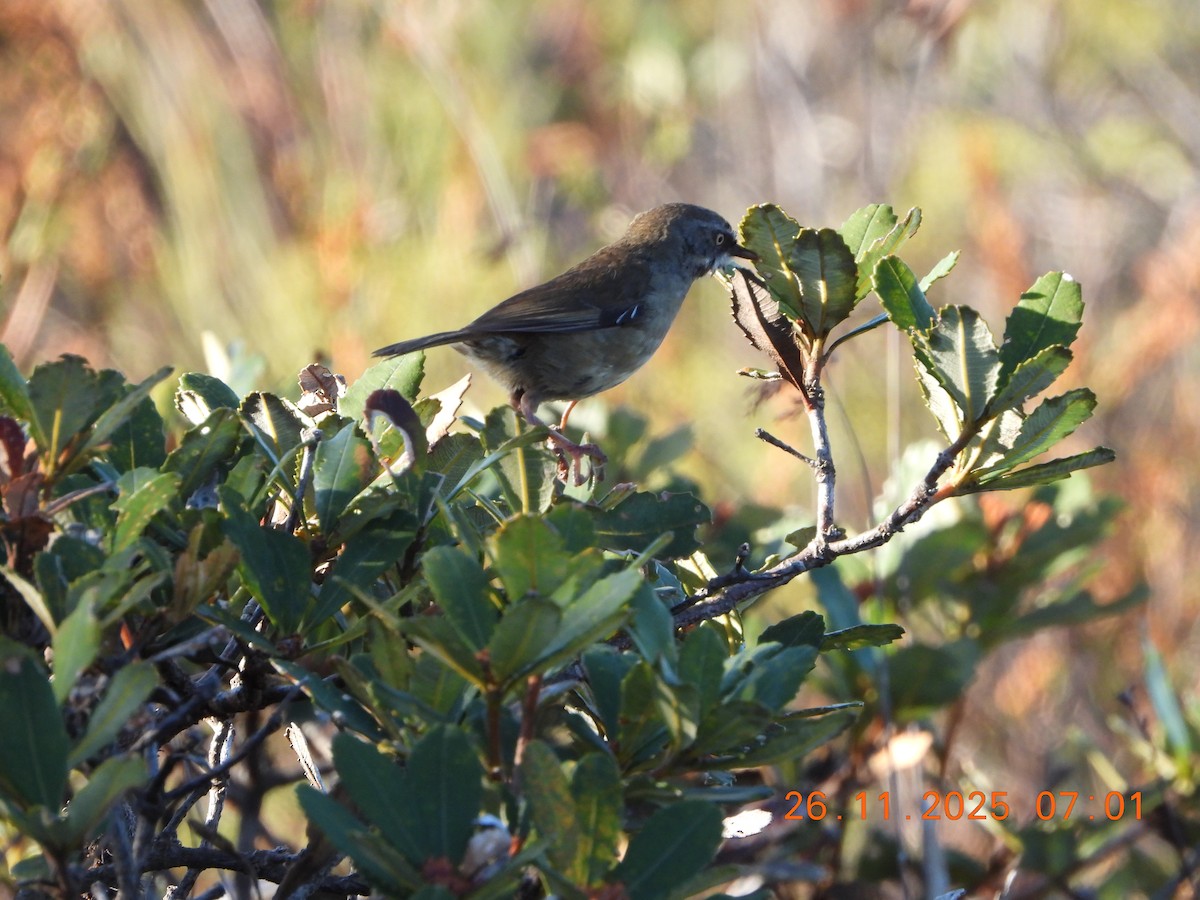White-browed Scrubwren (White-browed) - ML645868411