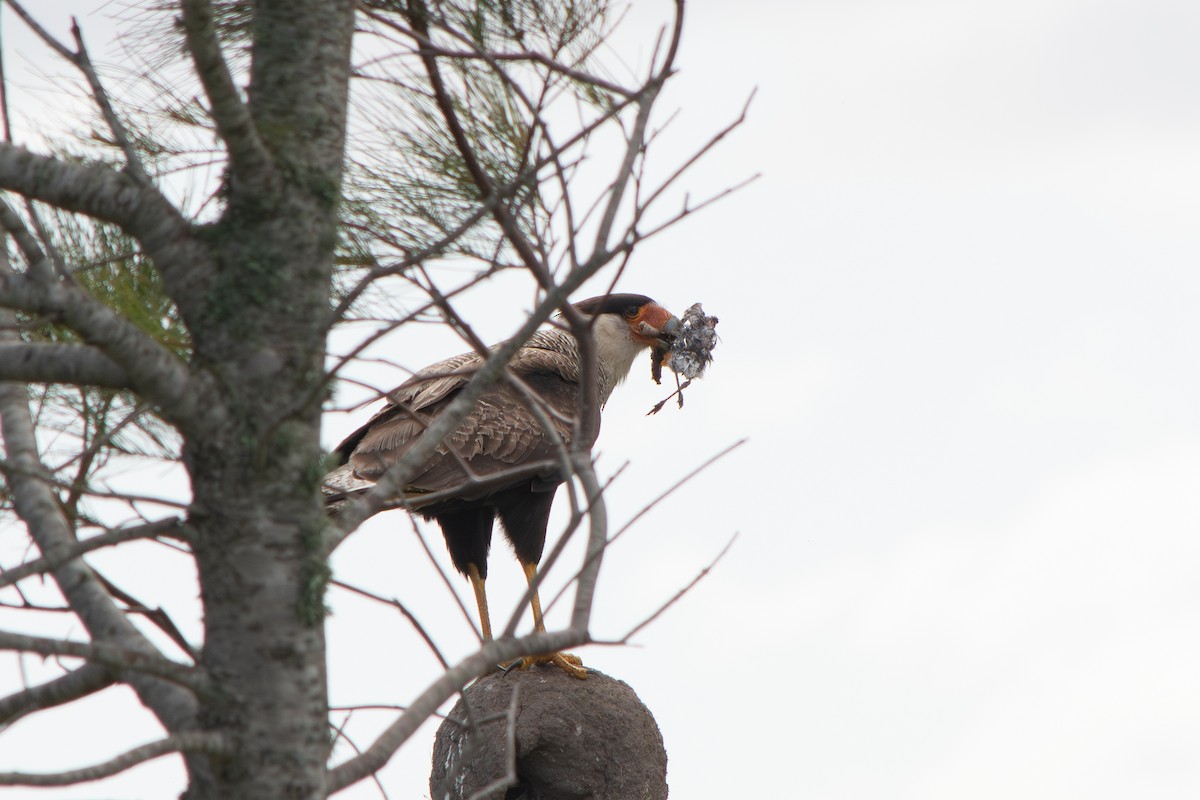 Crested Caracara - ML645868414