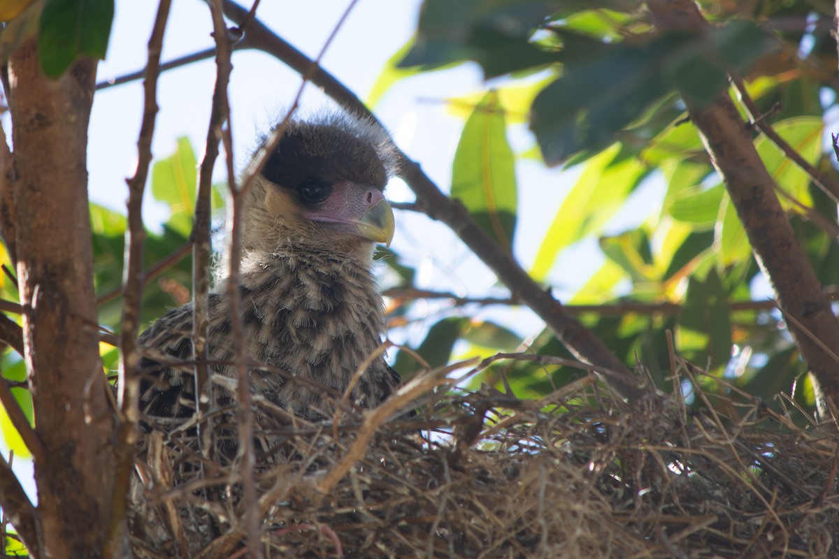 Crested Caracara - ML645868416