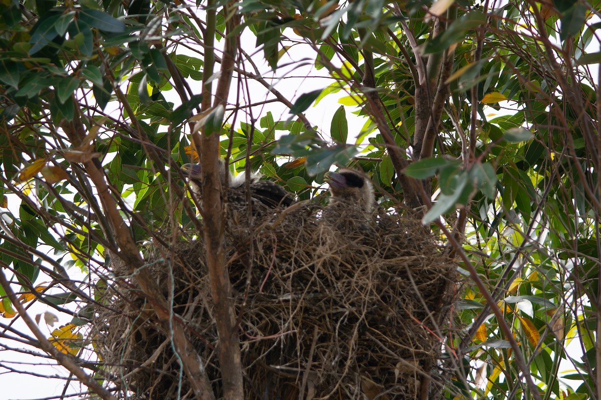 Crested Caracara - ML645868419