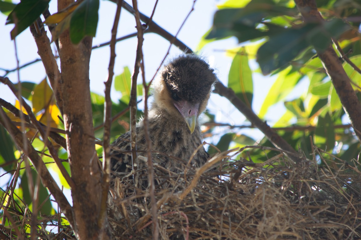 Crested Caracara - ML645868420