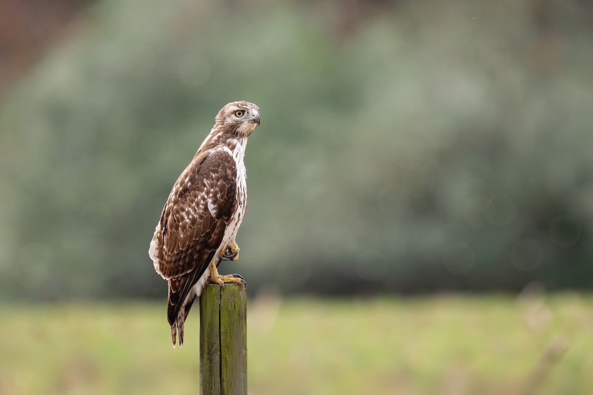 Краснохвостый канюк - ML645868421