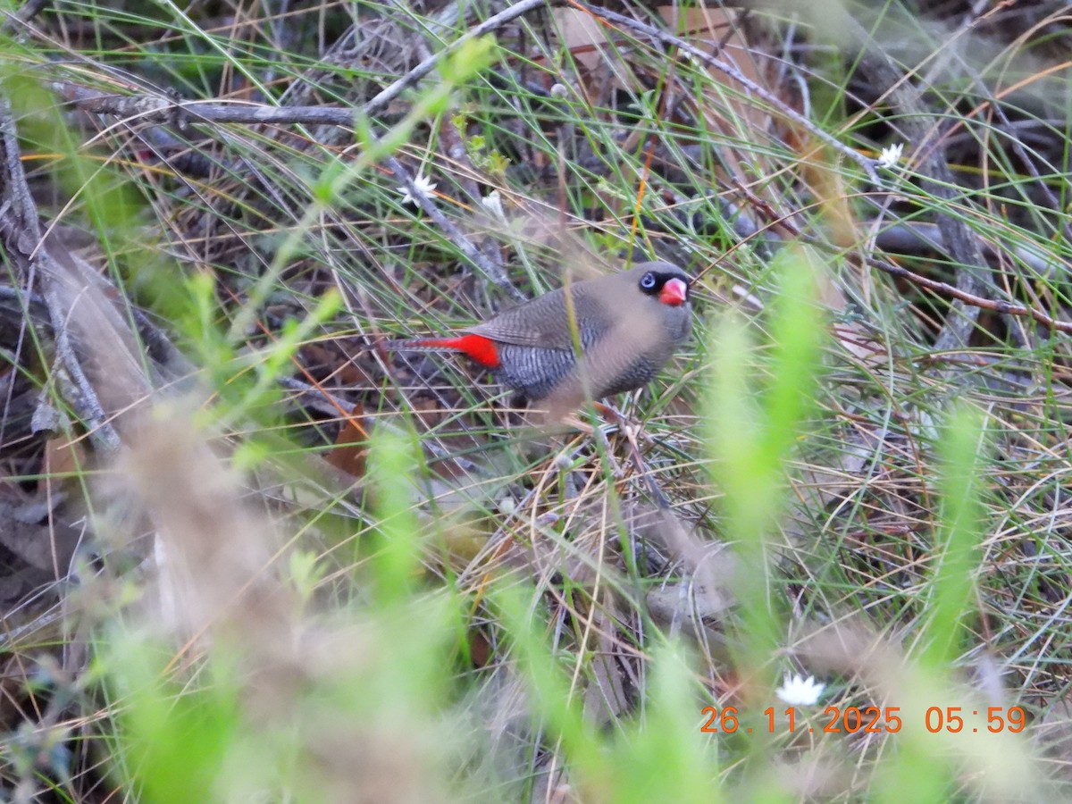 Beautiful Firetail - ML645868422