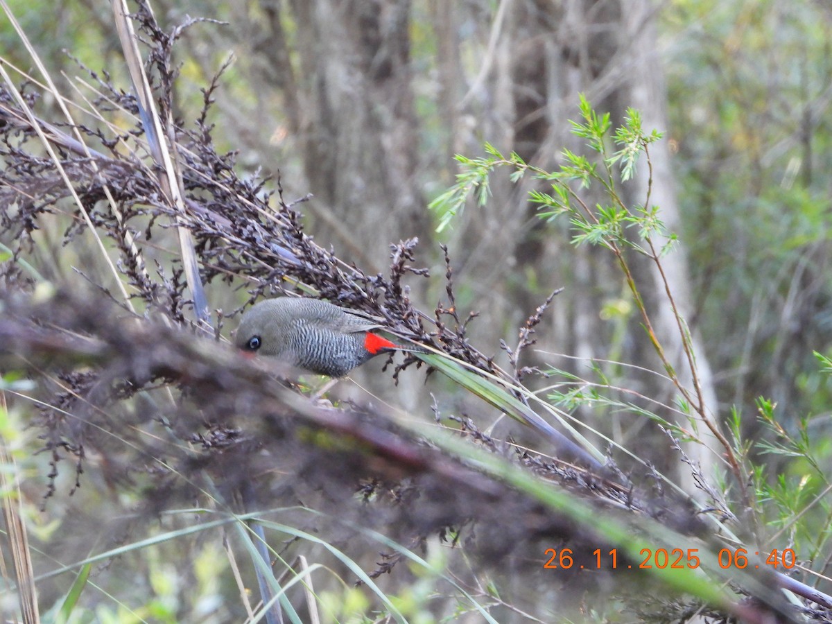 Beautiful Firetail - ML645868424