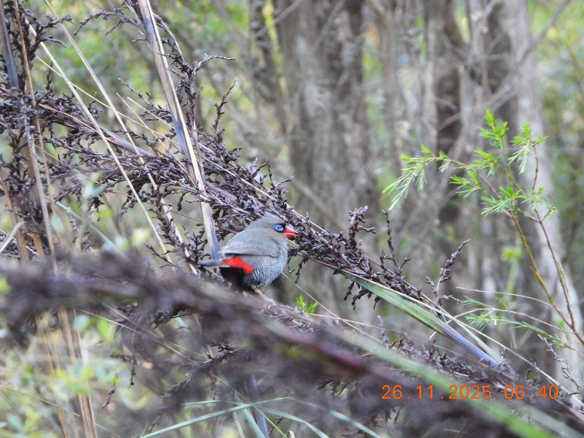 Beautiful Firetail - ML645868425