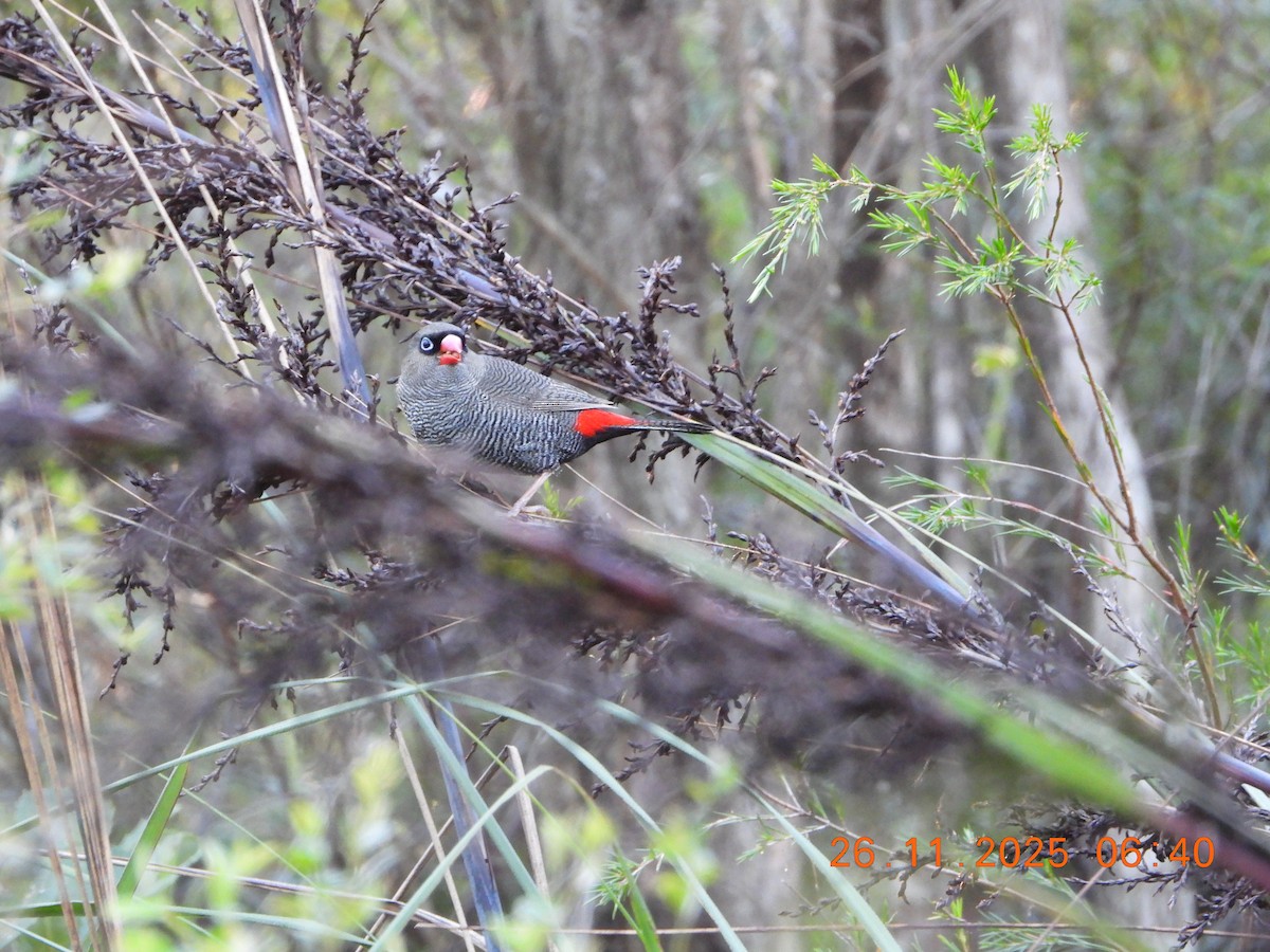 Beautiful Firetail - ML645868426