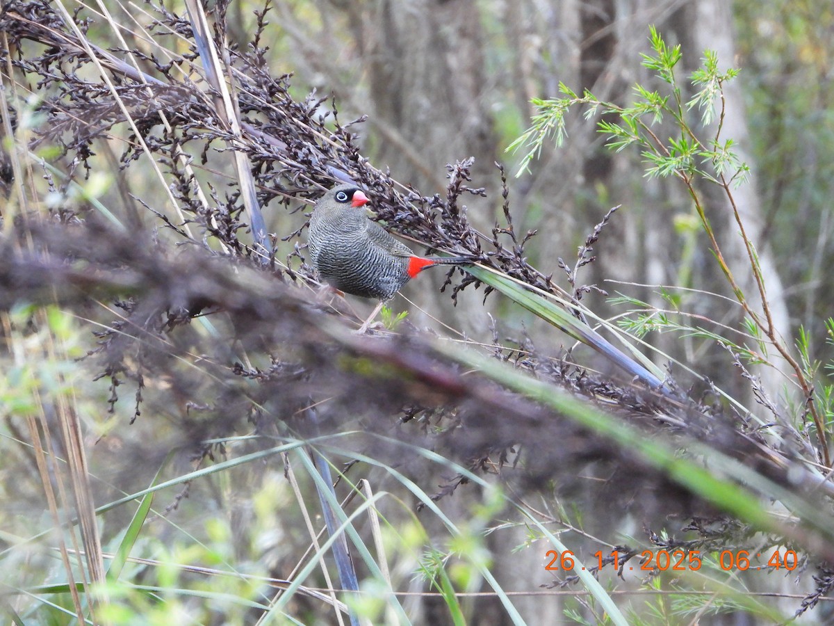 Beautiful Firetail - ML645868427