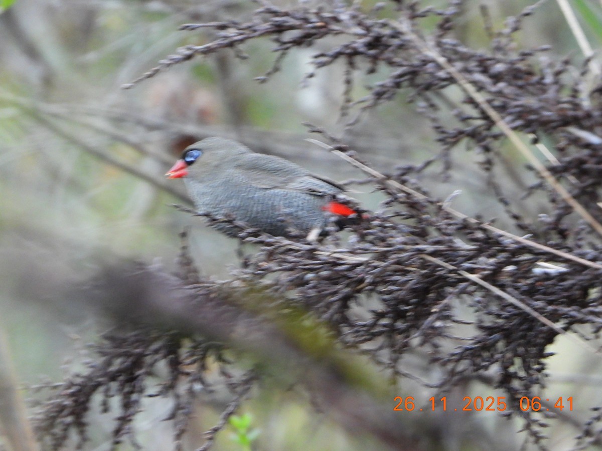 Beautiful Firetail - ML645868428