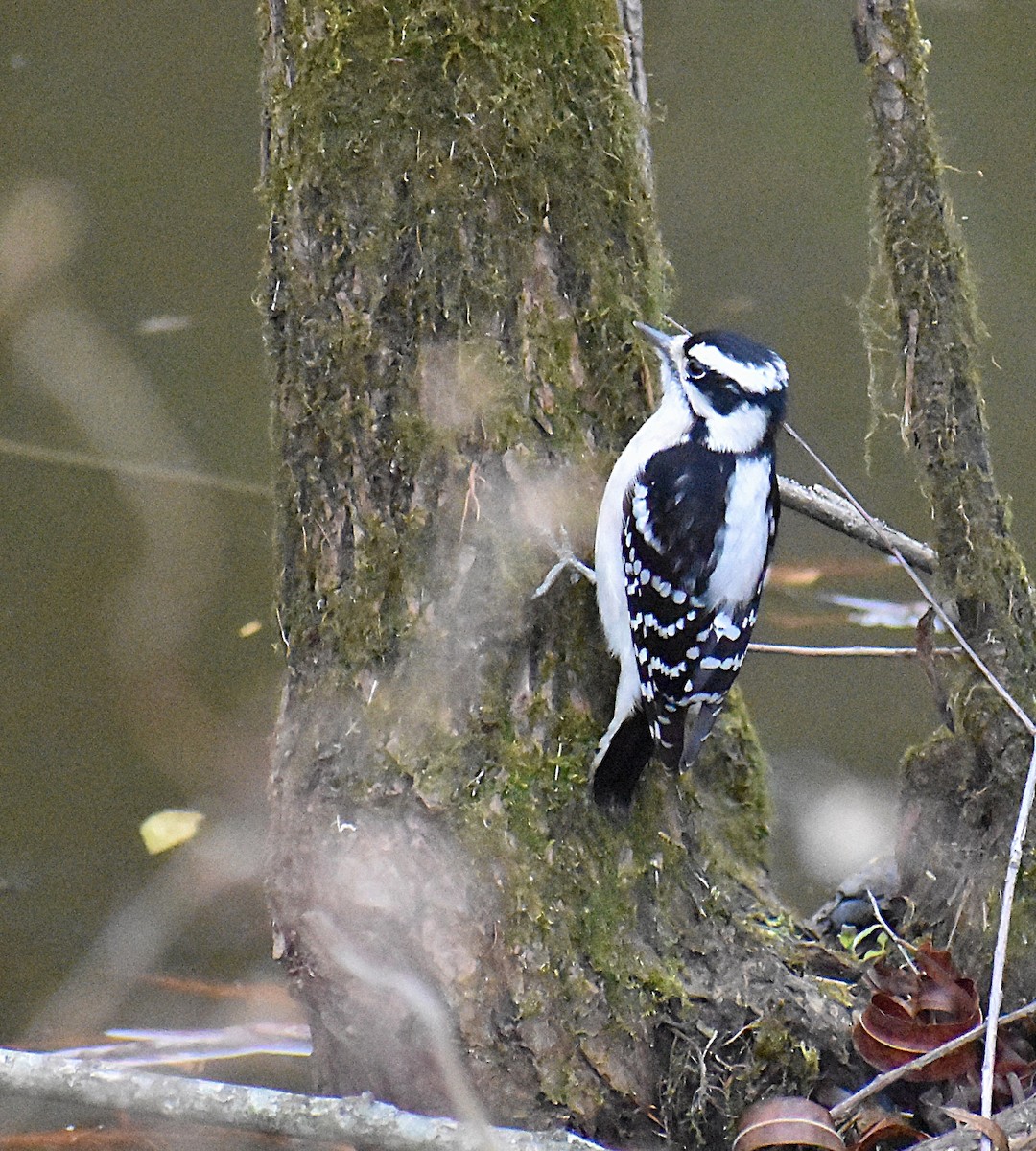 Downy Woodpecker - ML645868430