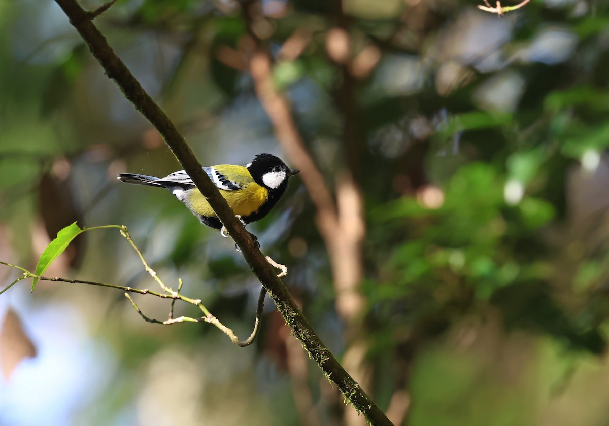 Bergkohlmeise - ML645868431