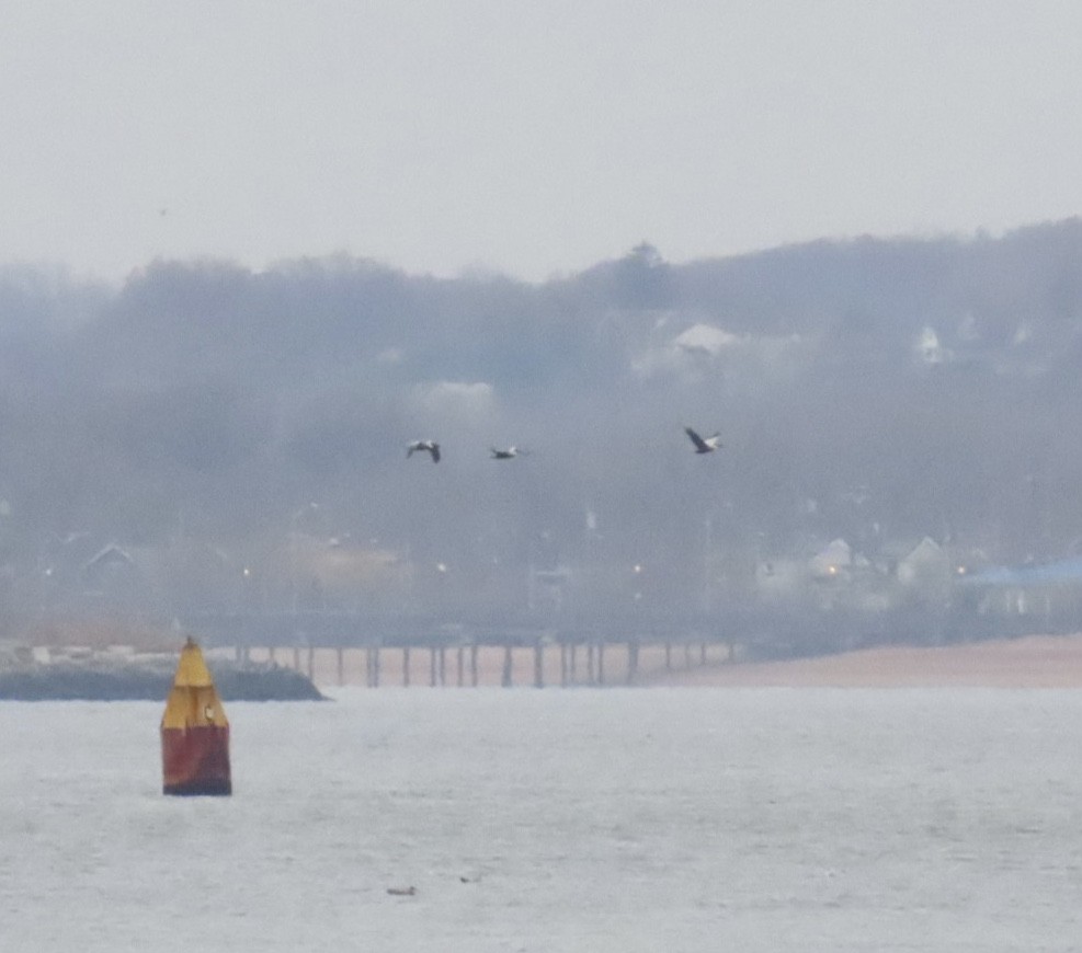 Brown Pelican (Atlantic) - ML645868439