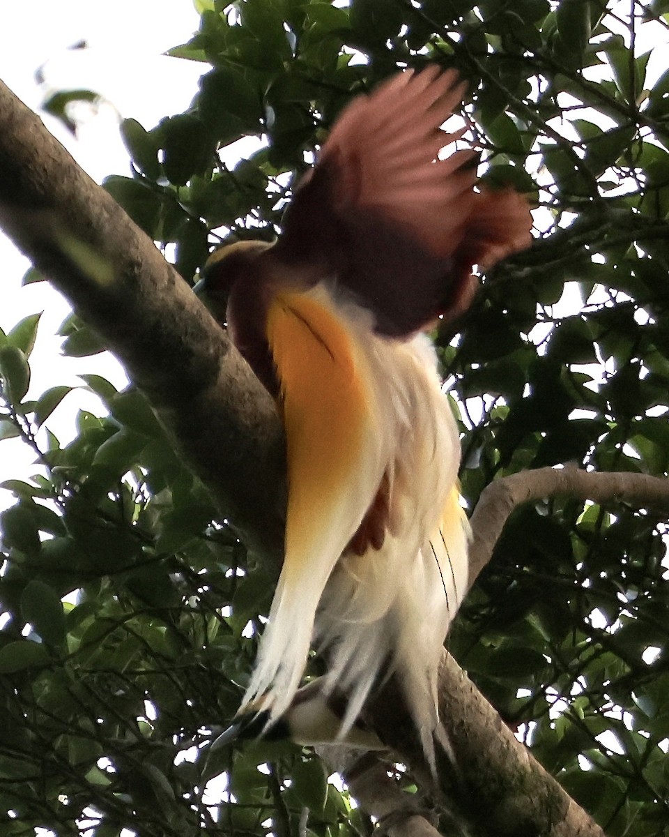 Lesser Bird-of-Paradise - ML645868444