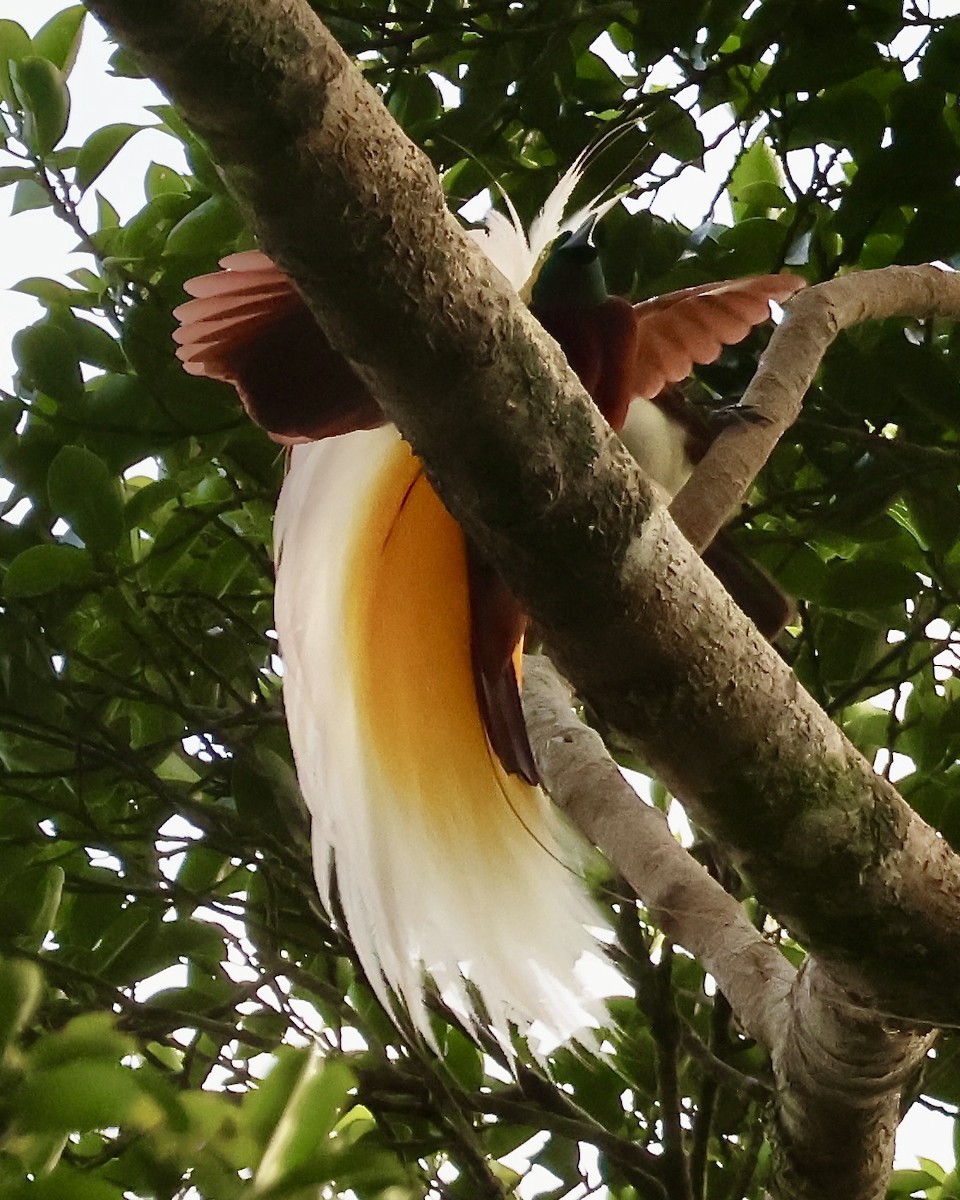 Lesser Bird-of-Paradise - ML645868447