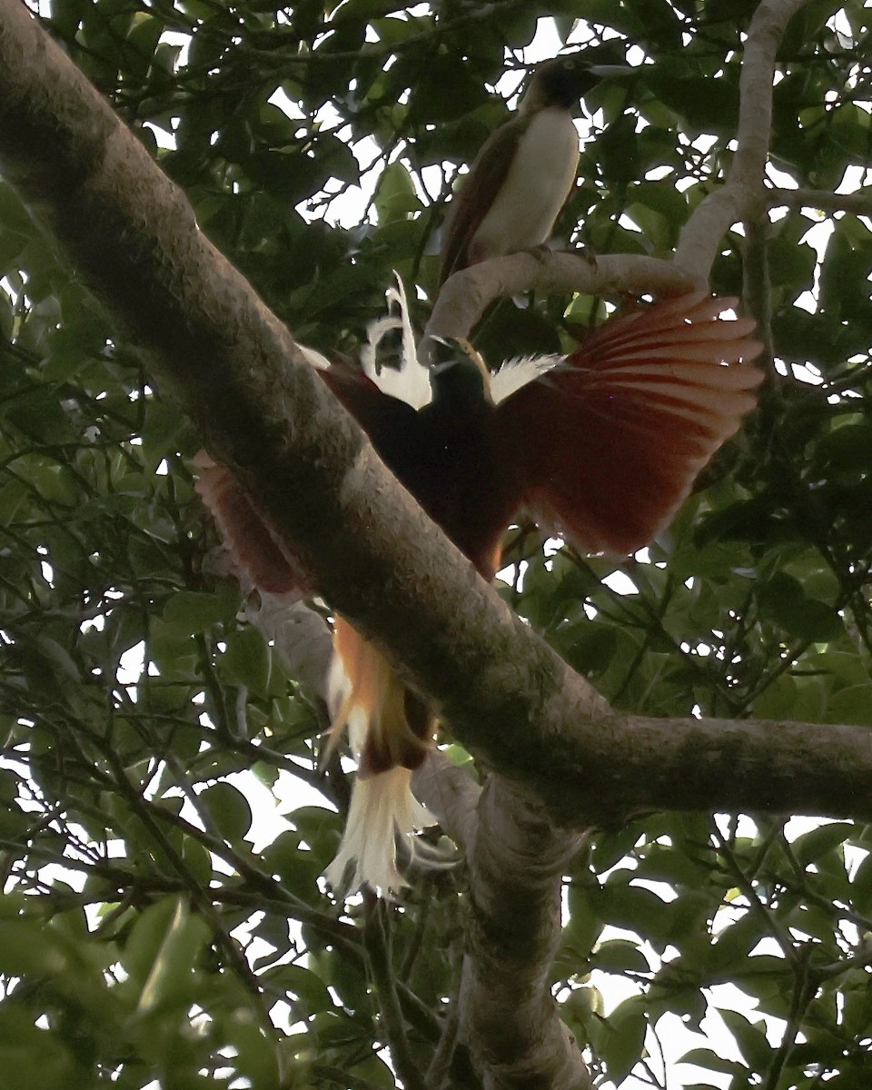 Lesser Bird-of-Paradise - ML645868448