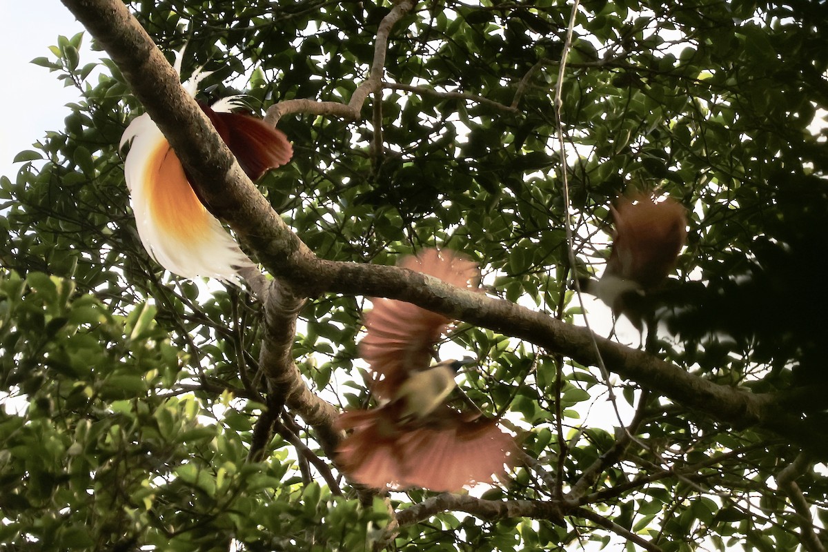 Lesser Bird-of-Paradise - ML645868449