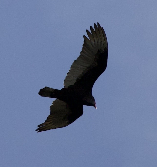 Turkey Vulture - ML645868455
