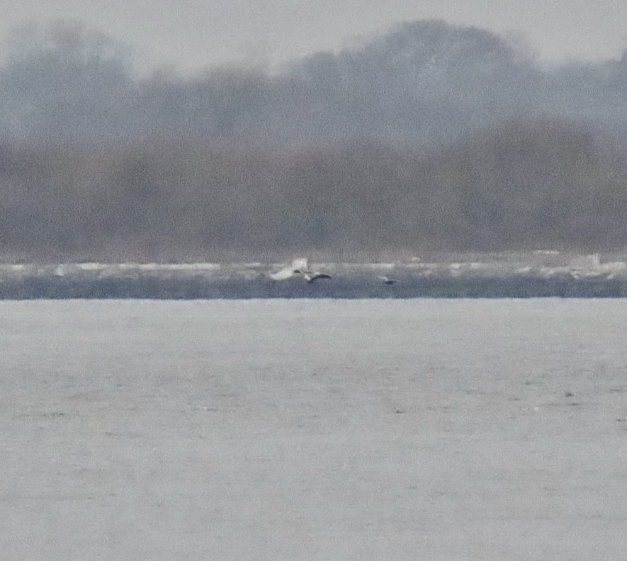 Brown Pelican (Atlantic) - ML645868456