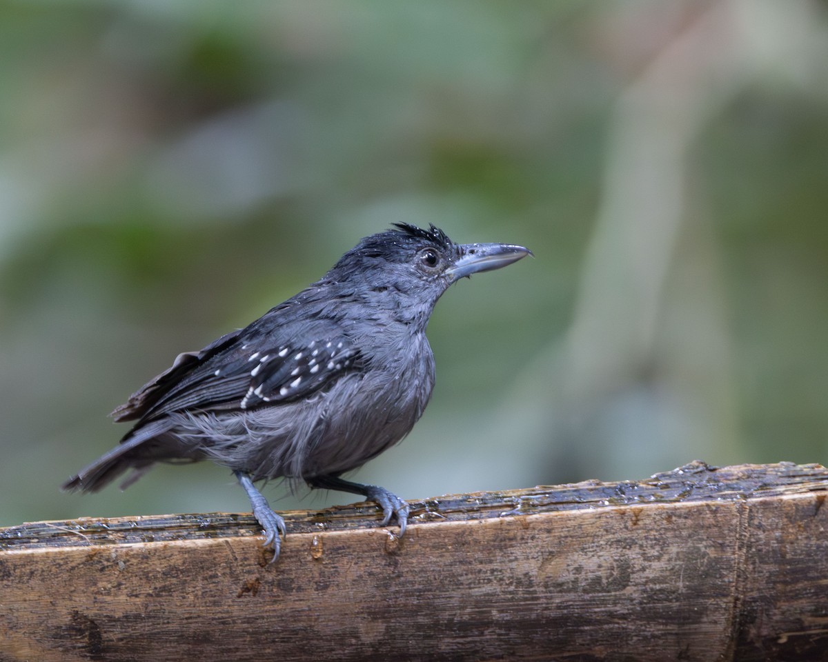 Spot-winged Antshrike - ML645868496