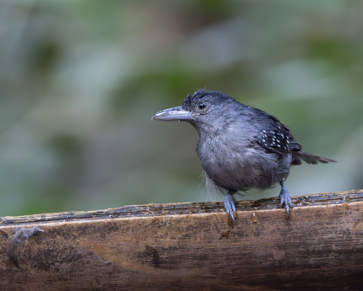 Spot-winged Antshrike - ML645868497