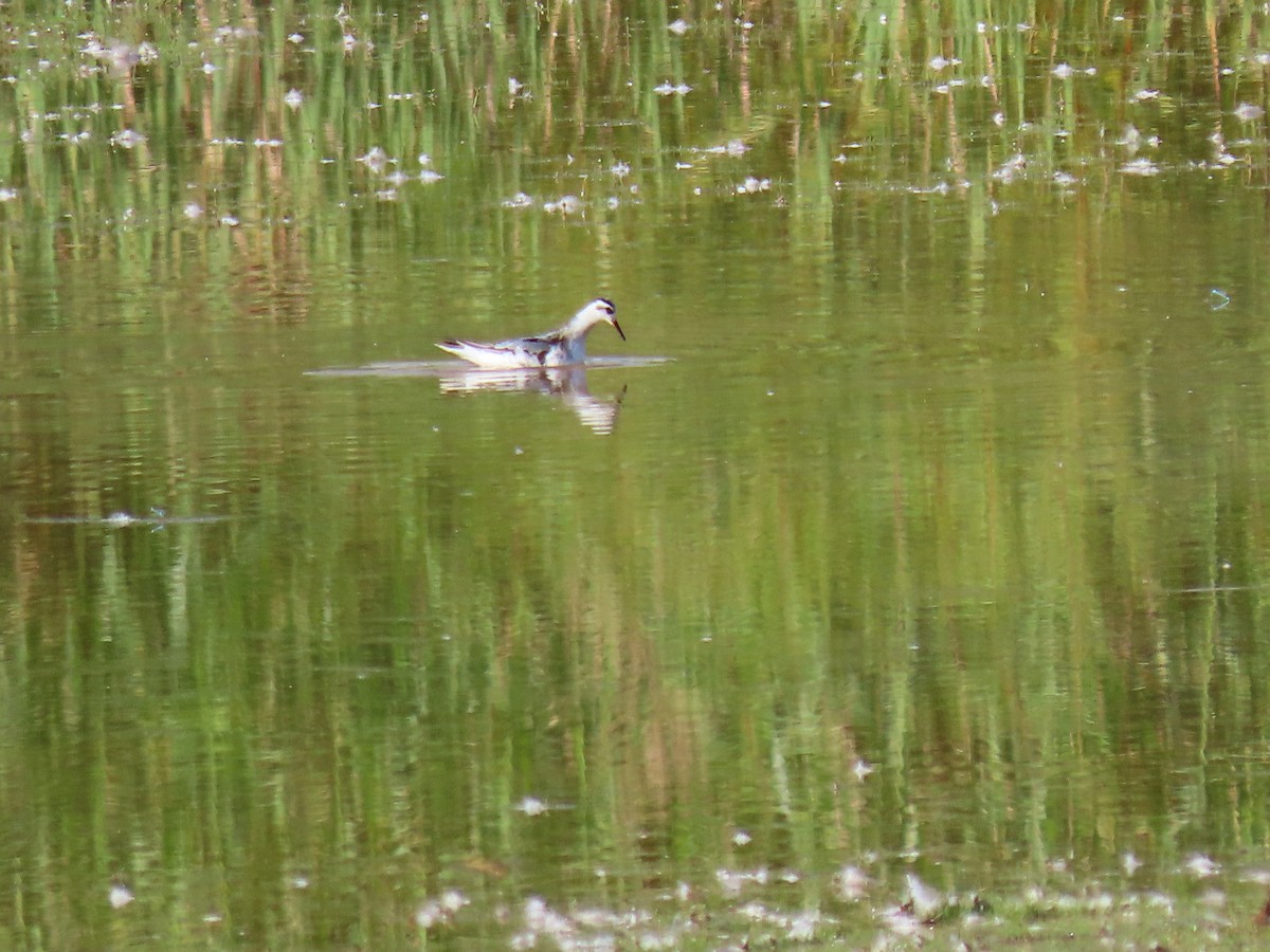 Red Phalarope - ML645868507