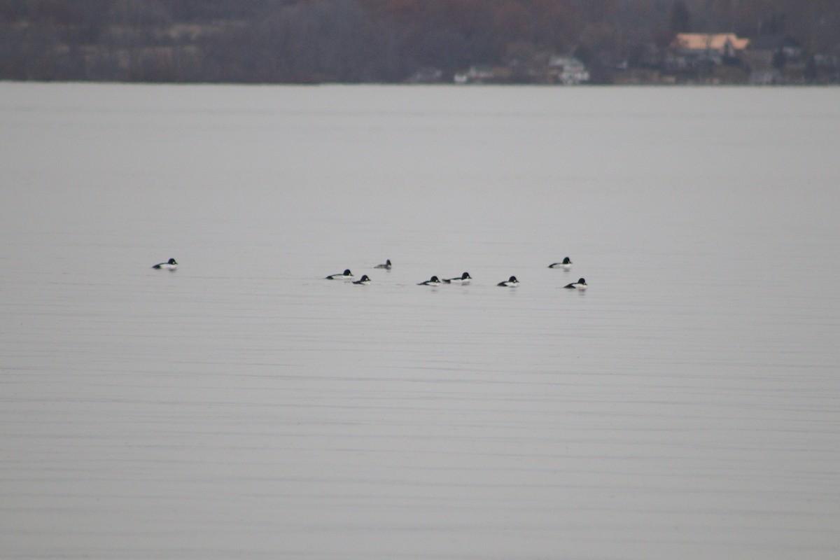 Common Goldeneye - ML645868508